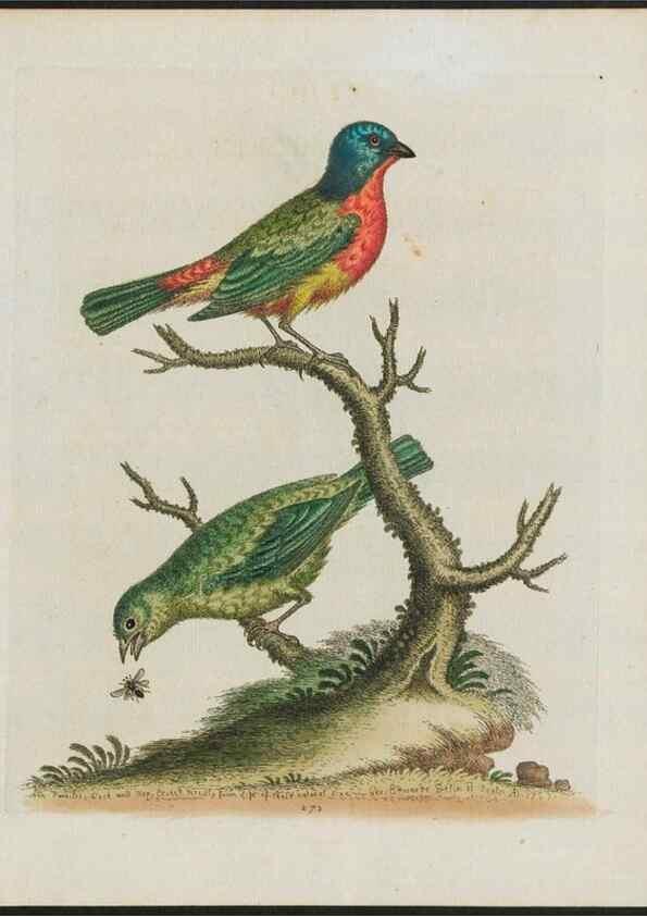 Reproducción/Reproduction 38675307202: Gleanings of natural history, exhibiting figures of quadrupeds, birds, insects, plants &c.... London :Printed for author at the Royal Collage of Physicians,1758-1764.. 