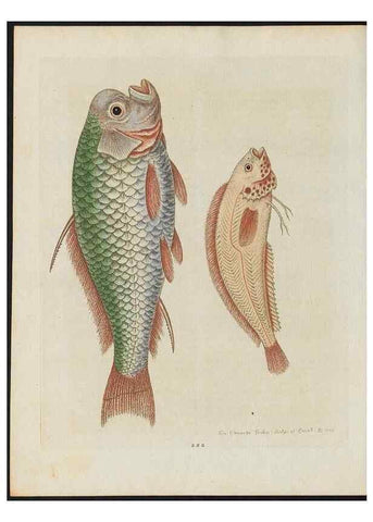 Reproducción/Reproduction 38707551061: Gleanings of natural history, exhibiting figures of quadrupeds, birds, insects, plants &c.... London :Printed for author at the Royal Collage of Physicians,1758-1764.. 