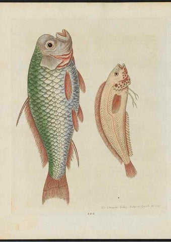 Reproducción/Reproduction 38707551061: Gleanings of natural history, exhibiting figures of quadrupeds, birds, insects, plants &c.... London :Printed for author at the Royal Collage of Physicians,1758-1764.. 