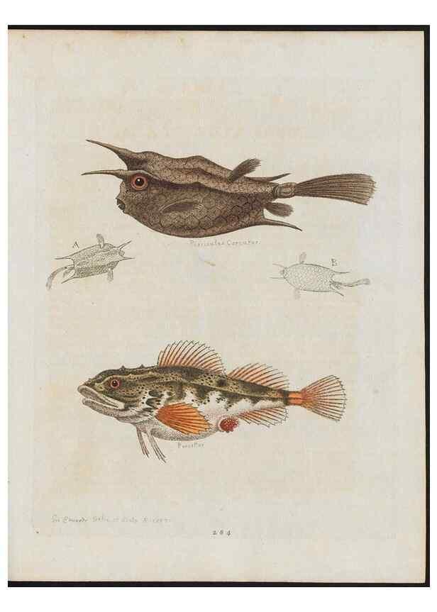 Reproducción/Reproduction 37819989445: Gleanings of natural history, exhibiting figures of quadrupeds, birds, insects, plants &c.... London :Printed for author at the Royal Collage of Physicians,1758-1764.. 