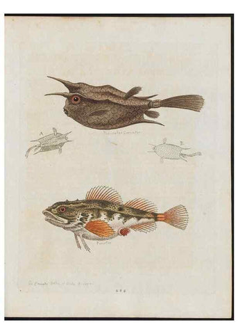 Reproducción/Reproduction 37819989445: Gleanings of natural history, exhibiting figures of quadrupeds, birds, insects, plants &c.... London :Printed for author at the Royal Collage of Physicians,1758-1764.. 