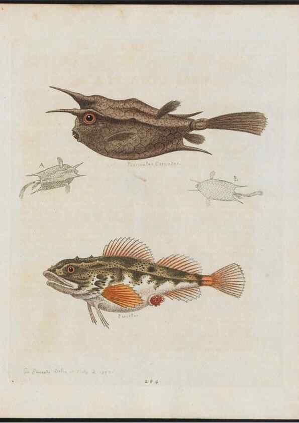 Reproducción/Reproduction 37819989445: Gleanings of natural history, exhibiting figures of quadrupeds, birds, insects, plants &c.... London :Printed for author at the Royal Collage of Physicians,1758-1764.. 