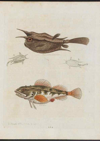 Reproducción/Reproduction 37819989445: Gleanings of natural history, exhibiting figures of quadrupeds, birds, insects, plants &c.... London :Printed for author at the Royal Collage of Physicians,1758-1764.. 