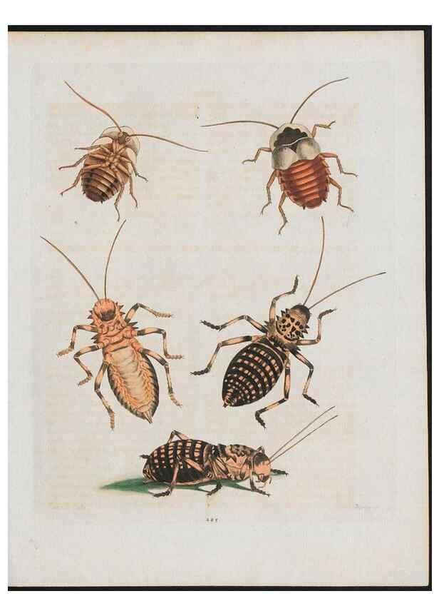 Reproducción/Reproduction 38707562491: Gleanings of natural history, exhibiting figures of quadrupeds, birds, insects, plants &c.... London :Printed for author at the Royal Collage of Physicians,1758-1764.. 