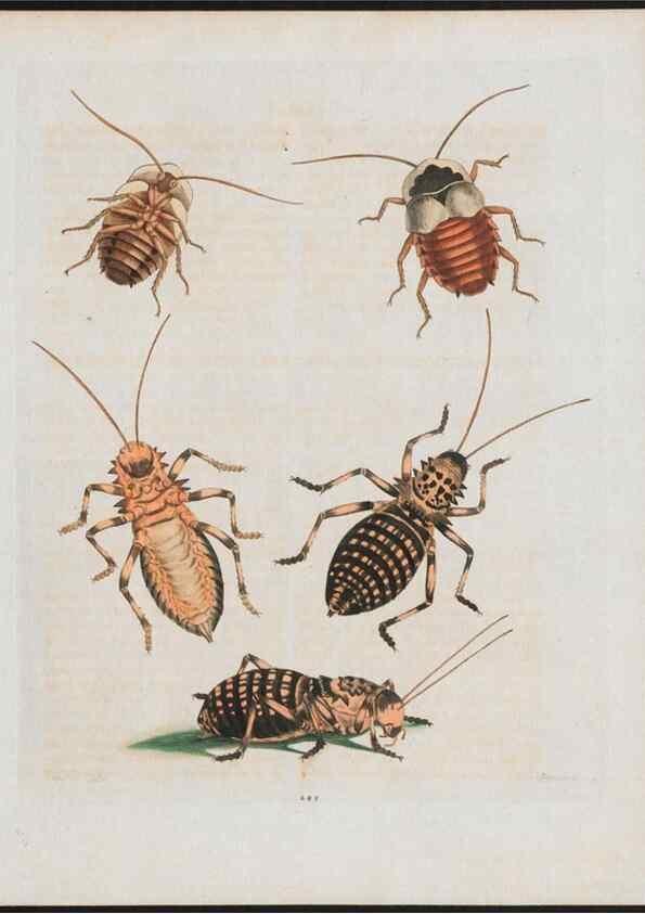 Reproducción/Reproduction 38707562491: Gleanings of natural history, exhibiting figures of quadrupeds, birds, insects, plants &c.... London :Printed for author at the Royal Collage of Physicians,1758-1764.. 