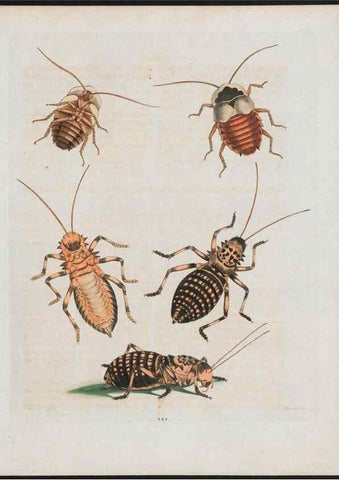Reproducción/Reproduction 38707562491: Gleanings of natural history, exhibiting figures of quadrupeds, birds, insects, plants &c.... London :Printed for author at the Royal Collage of Physicians,1758-1764.. 