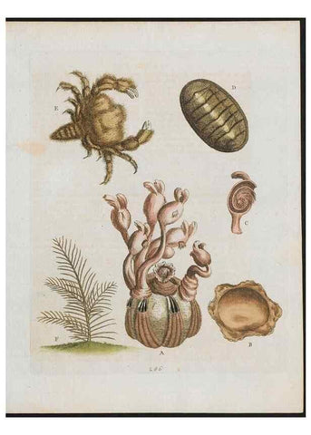 Reproducción/Reproduction 38651856316: Gleanings of natural history, exhibiting figures of quadrupeds, birds, insects, plants &c.... London :Printed for author at the Royal Collage of Physicians,1758-1764.. 
