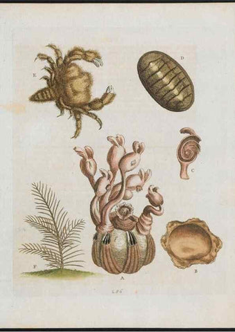 Reproducción/Reproduction 38651856316: Gleanings of natural history, exhibiting figures of quadrupeds, birds, insects, plants &c.... London :Printed for author at the Royal Collage of Physicians,1758-1764.. 