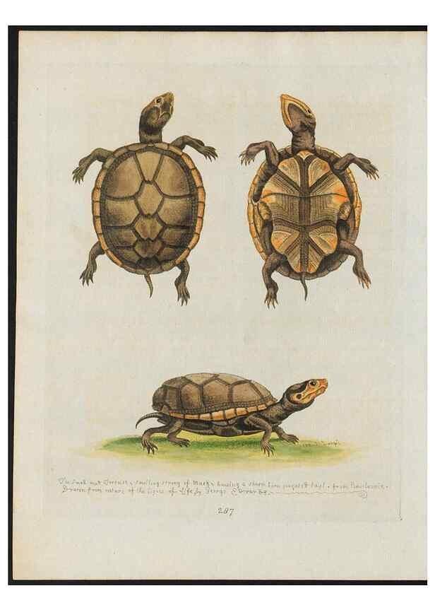 Reproducción/Reproduction 38651859676: Gleanings of natural history, exhibiting figures of quadrupeds, birds, insects, plants &c.... London :Printed for author at the Royal Collage of Physicians,1758-1764.. 