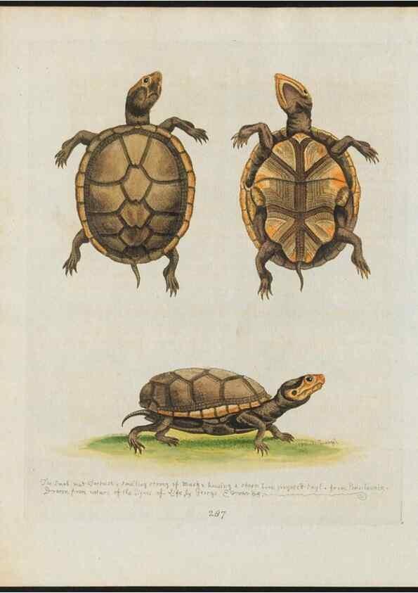 Reproducción/Reproduction 38651859676: Gleanings of natural history, exhibiting figures of quadrupeds, birds, insects, plants &c.... London :Printed for author at the Royal Collage of Physicians,1758-1764.. 