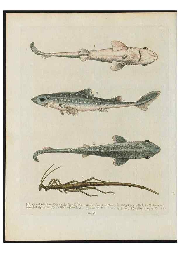 Reproducción/Reproduction 37990054244: Gleanings of natural history, exhibiting figures of quadrupeds, birds, insects, plants &c.... London :Printed for author at the Royal Collage of Physicians,1758-1764.. 