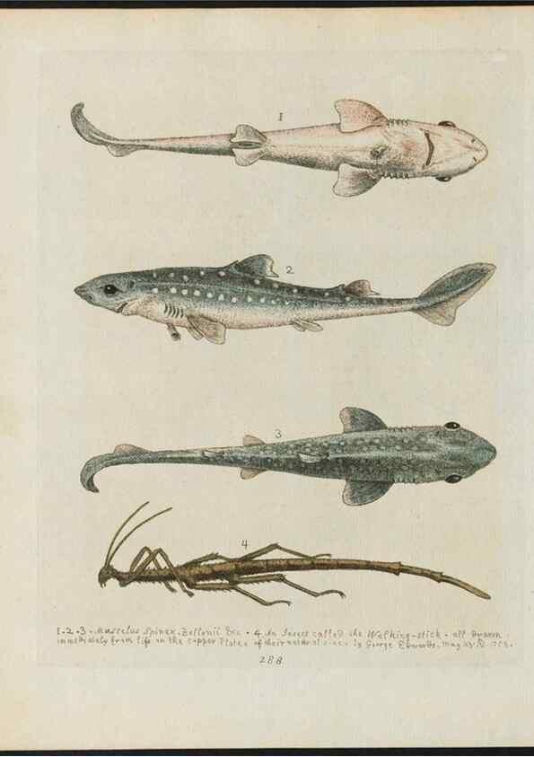 Reproducción/Reproduction 37990054244: Gleanings of natural history, exhibiting figures of quadrupeds, birds, insects, plants &c.... London :Printed for author at the Royal Collage of Physicians,1758-1764.. 