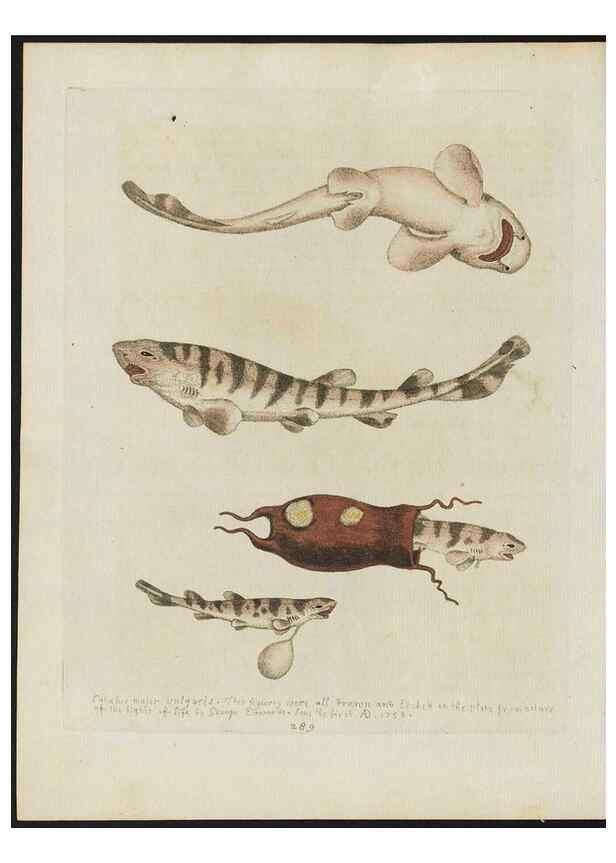 Reproducción/Reproduction 37820000295: Gleanings of natural history, exhibiting figures of quadrupeds, birds, insects, plants &c.... London :Printed for author at the Royal Collage of Physicians,1758-1764.. 