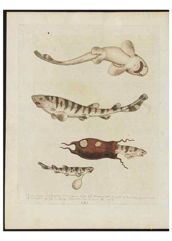 Reproducción/Reproduction 37820000295: Gleanings of natural history, exhibiting figures of quadrupeds, birds, insects, plants &c.... London :Printed for author at the Royal Collage of Physicians,1758-1764.. 