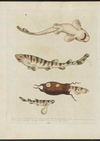 Reproducción/Reproduction 37820000295: Gleanings of natural history, exhibiting figures of quadrupeds, birds, insects, plants &c.... London :Printed for author at the Royal Collage of Physicians,1758-1764.. 