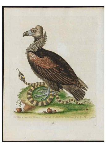 Reproducción/Reproduction 38707577571: Gleanings of natural history, exhibiting figures of quadrupeds, birds, insects, plants &c.... London :Printed for author at the Royal Collage of Physicians,1758-1764.. 