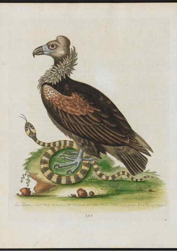 Reproducción/Reproduction 38707577571: Gleanings of natural history, exhibiting figures of quadrupeds, birds, insects, plants &c.... London :Printed for author at the Royal Collage of Physicians,1758-1764.. 