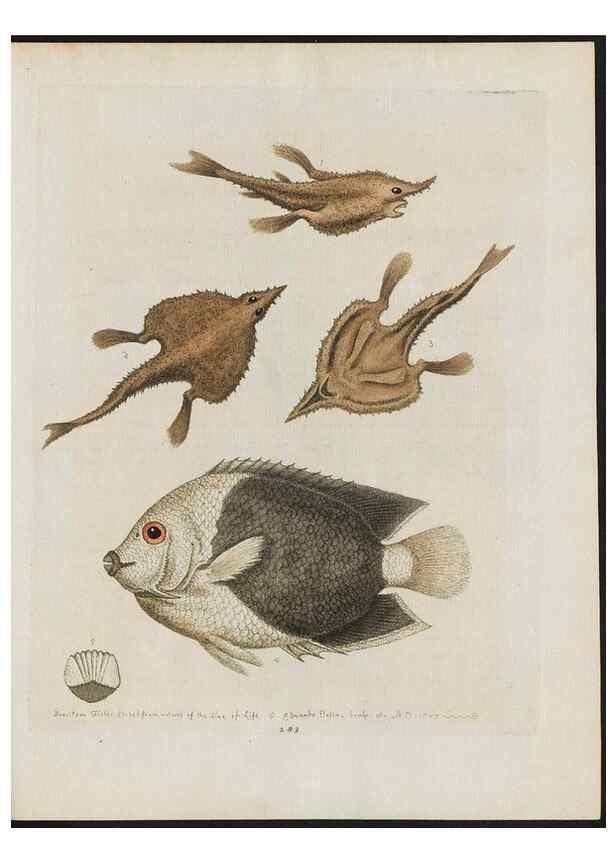 Reproducción/Reproduction 38707555421: Gleanings of natural history, exhibiting figures of quadrupeds, birds, insects, plants &c.... London :Printed for author at the Royal Collage of Physicians,1758-1764.. 