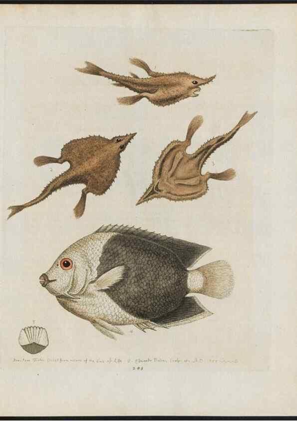 Reproducción/Reproduction 38707555421: Gleanings of natural history, exhibiting figures of quadrupeds, birds, insects, plants &c.... London :Printed for author at the Royal Collage of Physicians,1758-1764.. 