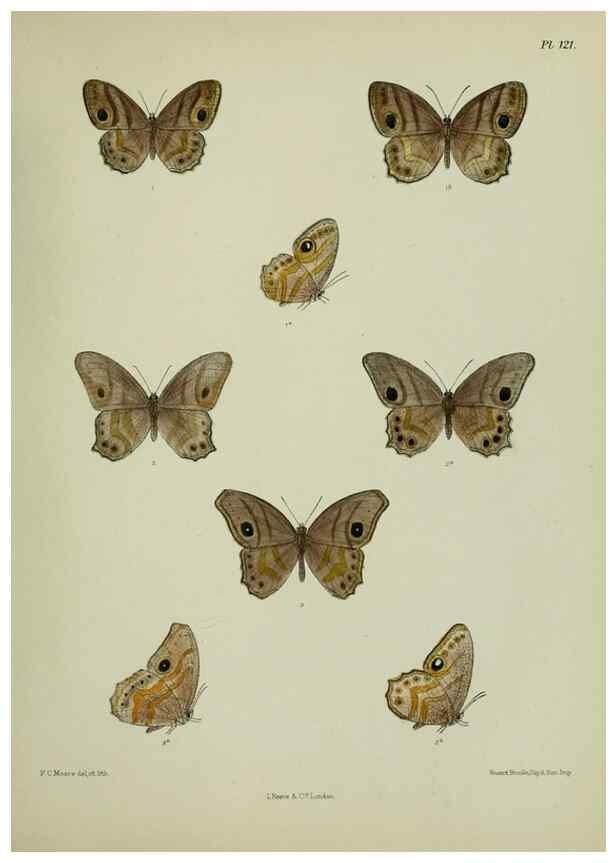 Reproducción/Reproduction 38457702844: Lepidoptera indica.. London,1890-1913.. 