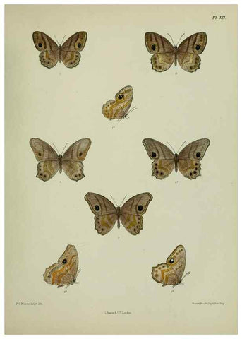 Reproducción/Reproduction 38457702844: Lepidoptera indica.. London,1890-1913.. 