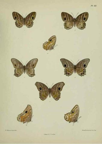 Reproducción/Reproduction 38457702844: Lepidoptera indica.. London,1890-1913.. 