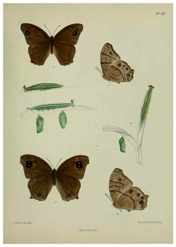 Reproducción/Reproduction 24304586087: Lepidoptera indica.. London,1890-1913.. 