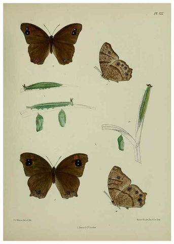 Reproducción/Reproduction 24304586087: Lepidoptera indica.. London,1890-1913.. 