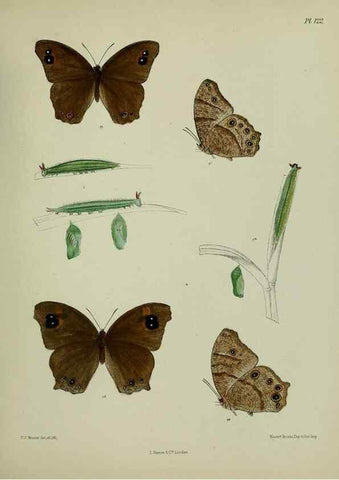 Reproducción/Reproduction 24304586087: Lepidoptera indica.. London,1890-1913.. 