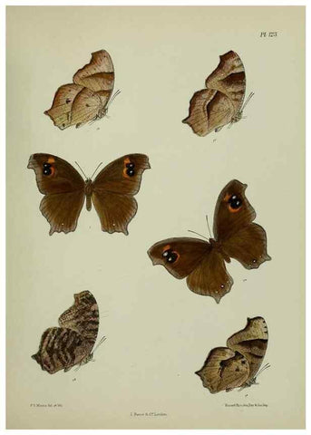 Reproducción/Reproduction 25299890388: Lepidoptera indica.. London,1890-1913.. 