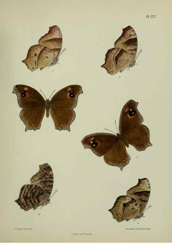 Reproducción/Reproduction 25299890388: Lepidoptera indica.. London,1890-1913.. 