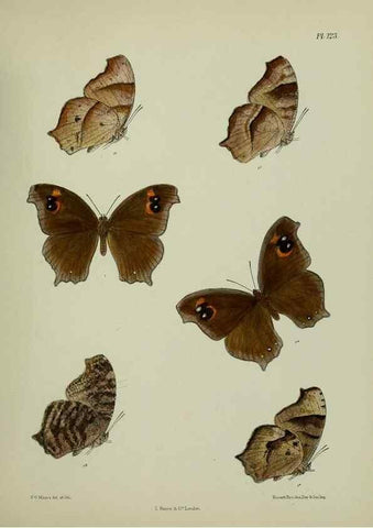 Reproducción/Reproduction 25299890388: Lepidoptera indica.. London,1890-1913.. 