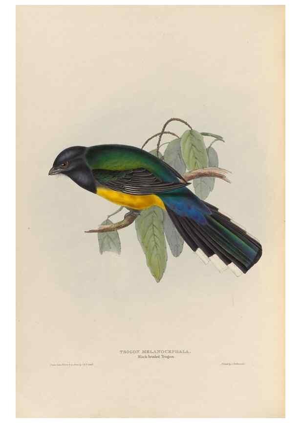 Reproducción/Reproduction 25699587077: A monograph of the Trogonidae, or family of trogons /. London :The Author,1835-1838. 