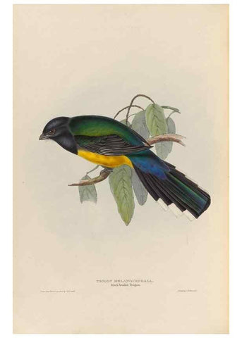 Reproducción/Reproduction 25699587077: A monograph of the Trogonidae, or family of trogons /. London :The Author,1835-1838. 