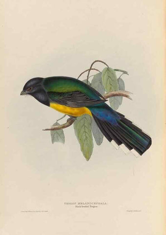 Reproducción/Reproduction 25699587077: A monograph of the Trogonidae, or family of trogons /. London :The Author,1835-1838. 