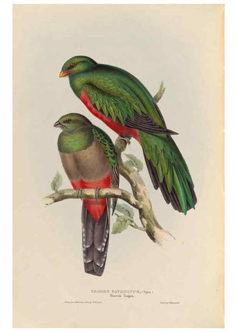 Reproducción/Reproduction 25699588337: A monograph of the Trogonidae, or family of trogons /. London :The Author,1835-1838. 