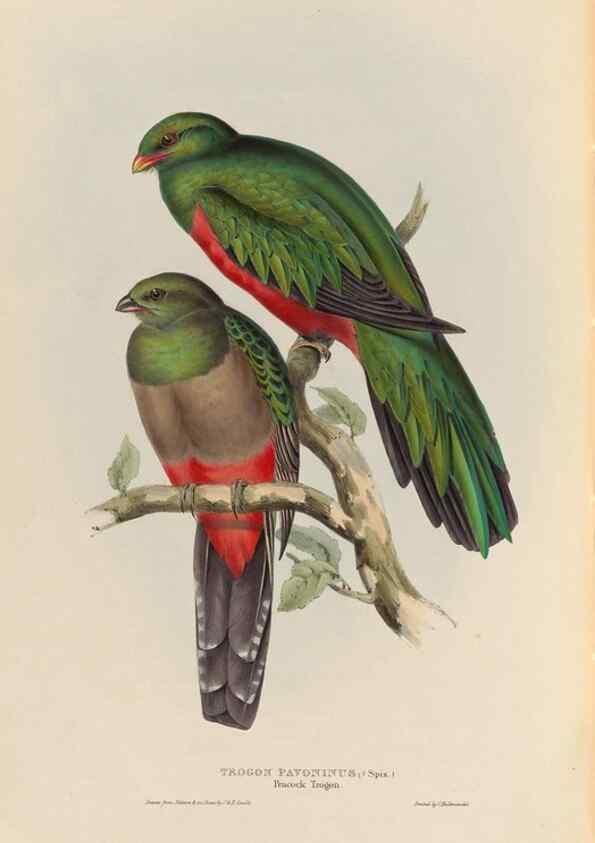 Reproducción/Reproduction 25699588337: A monograph of the Trogonidae, or family of trogons /. London :The Author,1835-1838. 