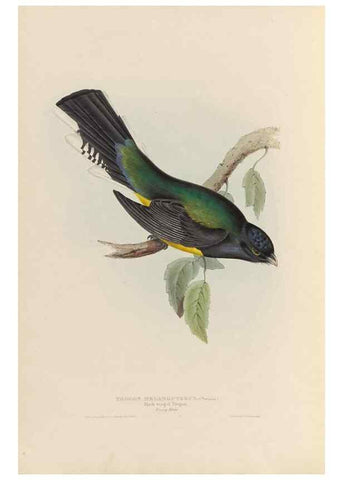 Reproducción/Reproduction 38760135490: A monograph of the Trogonidae, or family of trogons /. London :The Author,1835-1838. 