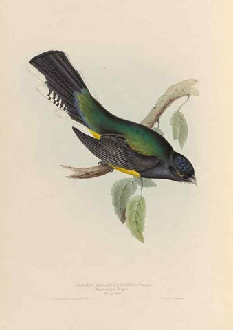 Reproducción/Reproduction 38760135490: A monograph of the Trogonidae, or family of trogons /. London :The Author,1835-1838. 