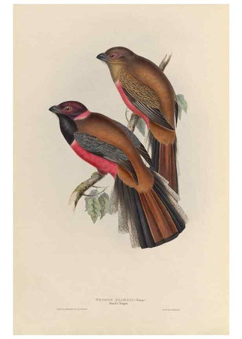 Reproducción/Reproduction 26698642028: A monograph of the Trogonidae, or family of trogons /. London :The Author,1835-1838. 
