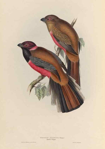 Reproducción/Reproduction 26698642028: A monograph of the Trogonidae, or family of trogons /. London :The Author,1835-1838. 