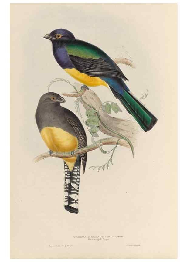 Reproducción/Reproduction 40527829982: A monograph of the Trogonidae, or family of trogons /. London :The Author,1835-1838. 