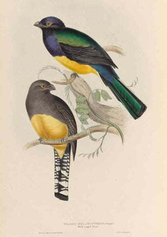 Reproducción/Reproduction 40527829982: A monograph of the Trogonidae, or family of trogons /. London :The Author,1835-1838. 