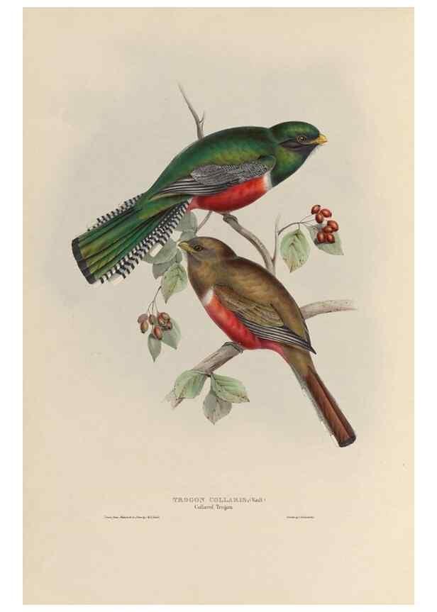 Reproducción/Reproduction 40570433551: A monograph of the Trogonidae, or family of trogons /. London :The Author,1835-1838. 