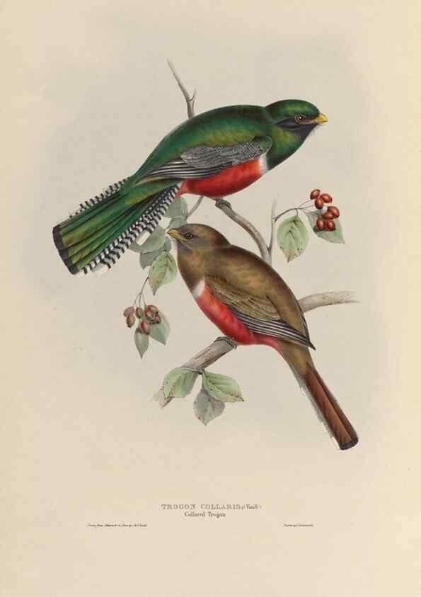 Reproducción/Reproduction 40570433551: A monograph of the Trogonidae, or family of trogons /. London :The Author,1835-1838. 