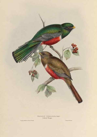Reproducción/Reproduction 40570433551: A monograph of the Trogonidae, or family of trogons /. London :The Author,1835-1838. 