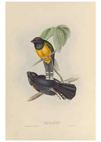 Reproducción/Reproduction 39675734755: A monograph of the Trogonidae, or family of trogons /. London :The Author,1835-1838. 