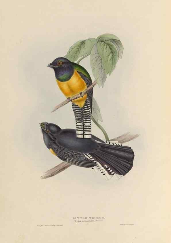 Reproducción/Reproduction 39675734755: A monograph of the Trogonidae, or family of trogons /. London :The Author,1835-1838. 