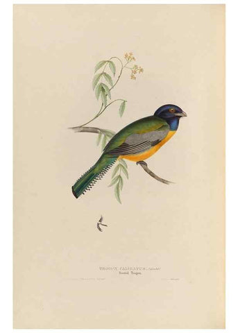 Reproducción/Reproduction 39675883275: A monograph of the Trogonidae, or family of trogons /. London :The Author,1835-1838. 