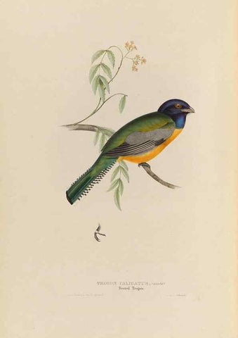 Reproducción/Reproduction 39675883275: A monograph of the Trogonidae, or family of trogons /. London :The Author,1835-1838. 